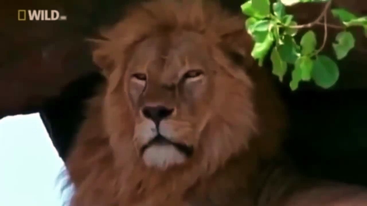 Lion Attack Compilation
