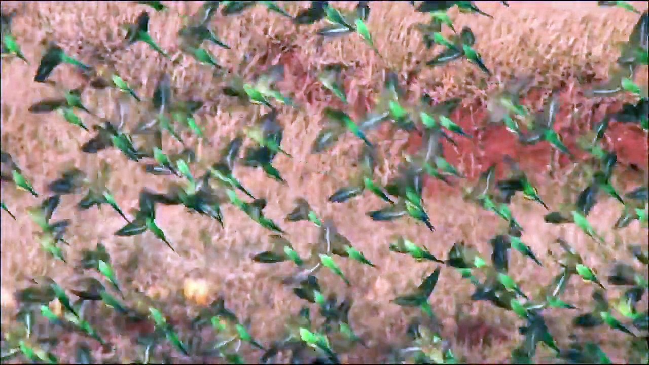 Australien - Im Reich der Riesenkaengurus