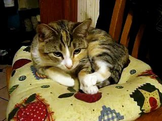 Be good to your pets!