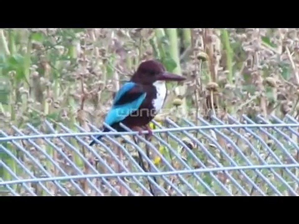 israeli wildlife - חיות הבר בישראל