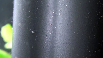 Copepods ("Cyclops") in Freshwater Aquarium