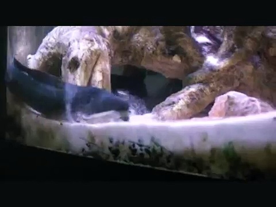 Saltwater EEL eats a few fish!