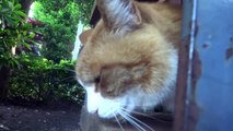 手触り最高の毛皮の野良猫をモフってお手入れしてみた The soft and fluffy stray cat