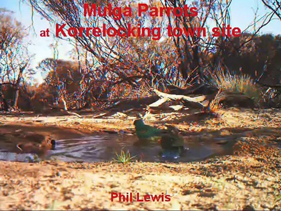 Mulga Parrots at Korrelocking