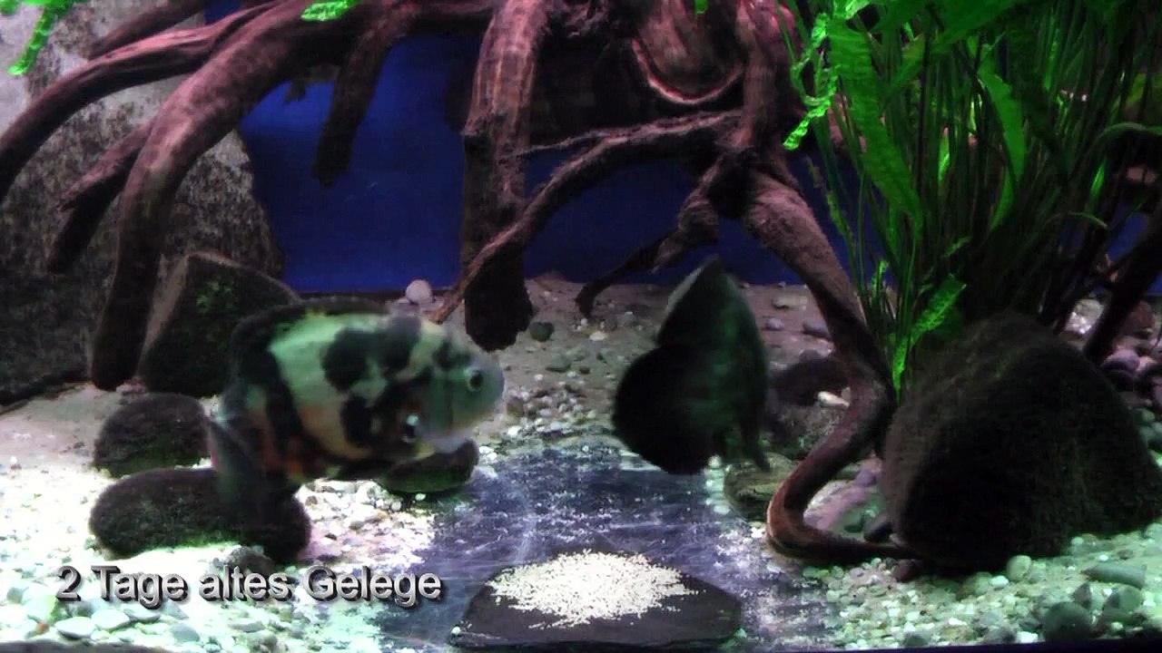 Astronotus sp. aff. 'zebra'