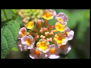 Teaser HG - Dunia Baru Teuku Wisnu