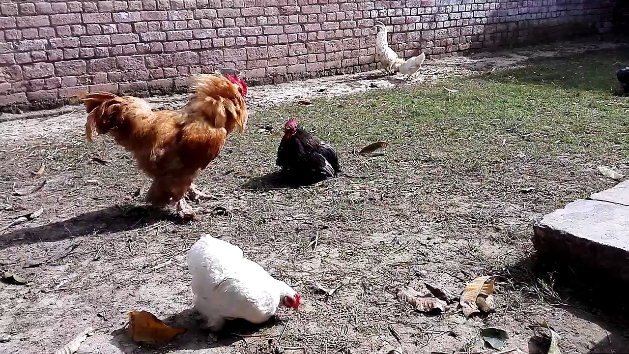 Funny Rooster Fight