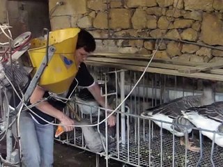 Gavage des oies