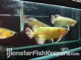 Arowana feeding by Yo-Zuri - monsterfishkeepers.com