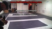 German Shepherd Attack Training (K9-1.com)