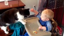 Cats Being Jerks Video Compilation