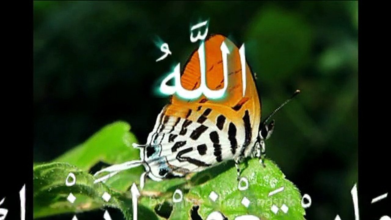 miracle d'Allah dans l'univers معجزة الله في الكون