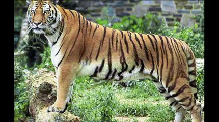 allah miracles ان عجزت عن الكلام فقط قل سبحان الله