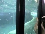 旭山動物園ホッキョクグマ館のシロクマ  Polar Bear in Japan