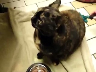 Scary Demon Cat Is Possessed! - FUNNY