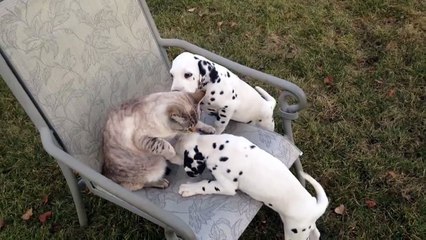 Puppies pick on extremely tolerant cat