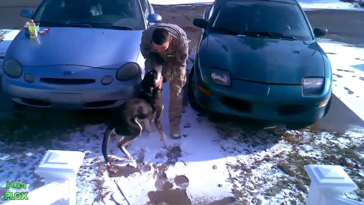 Dogs Welcoming Soldiers Home Compilation