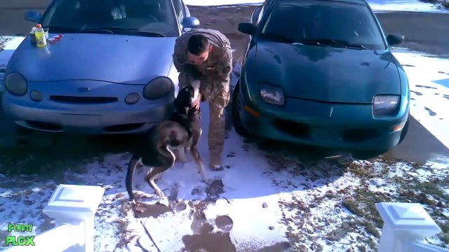 Dogs Welcoming Soldiers Home Compilation