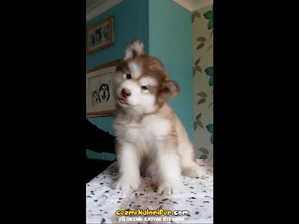 Şirinlik Yapan Köpek (Bonus: İğrenç Gülüş)