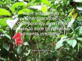 Herbal Medicine - Hibiscus rosa-sinensis - A Natural Hair Tonic