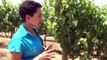 International Women's Day: Female wine makers entering theater South Africa