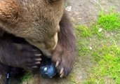 Curious Bear Explores Camera