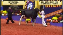 Holstein -  World Dairy Expo International Futurity