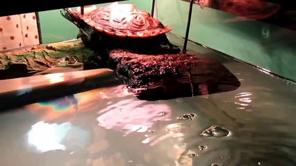 New 40 Gallon Turtle Tank!