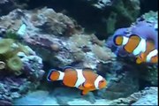 55 gallon reef aquarium