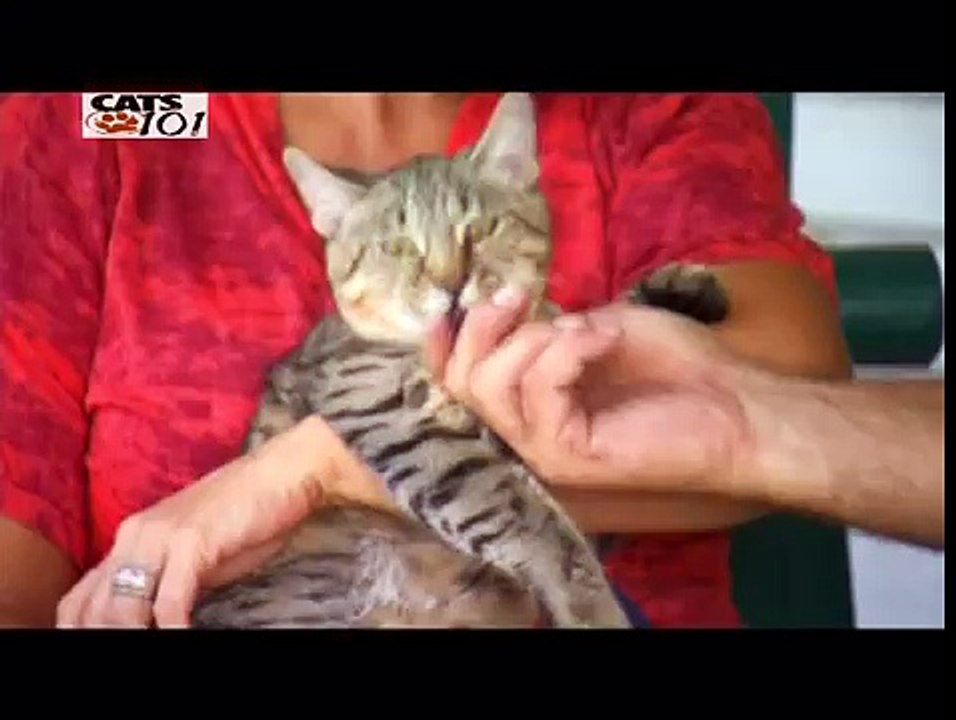 CATS 101 - Pixie-Bob [ITA]