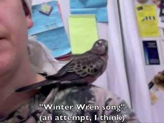 quigley bourke parakeet talking 1