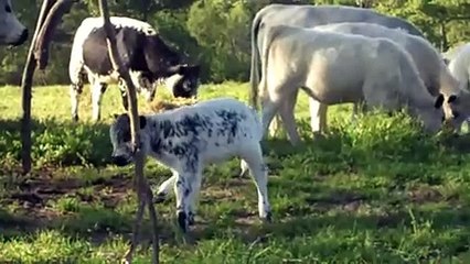 British White Cow and Newborn Calf - Calf Weighed at Pasture