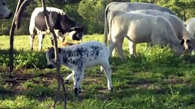British White Cow and Newborn Calf - Calf Weighed at Pasture