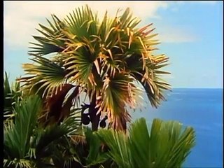 The largest seed in the world - coco de mer