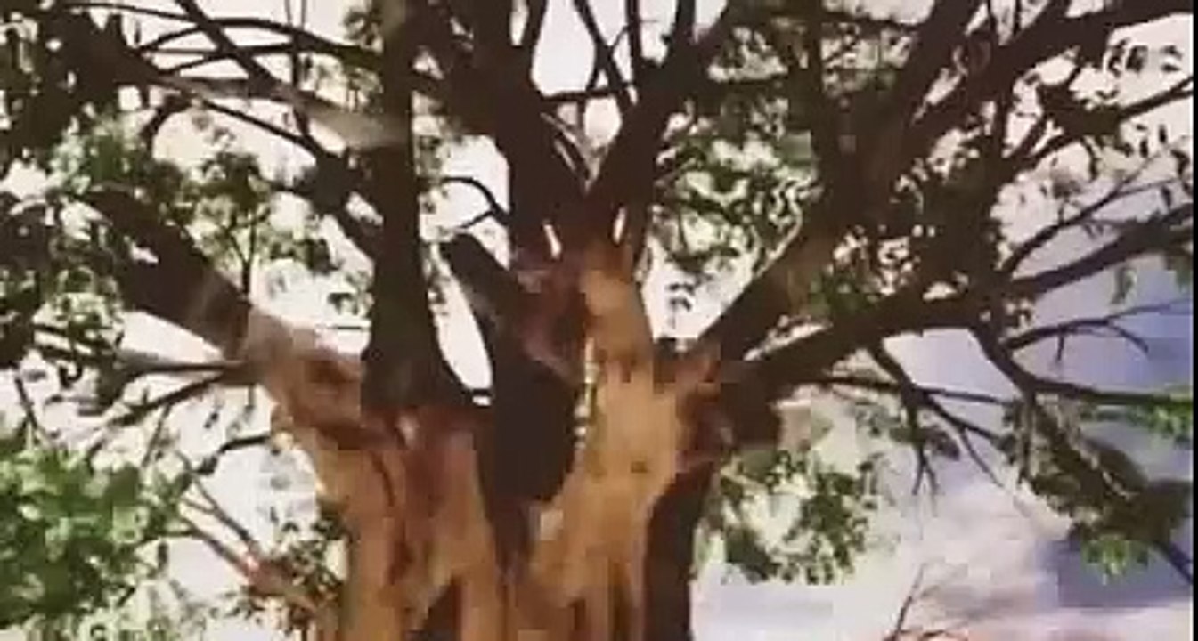 EVOLUTION: THE MIND'S BIG BANG - NOVA - Discovery/Science/History (documentary)