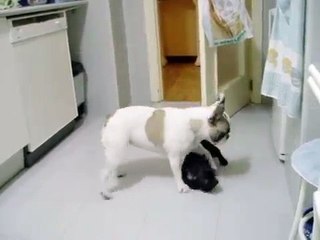 bulldog frances ninet y aika jugando