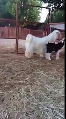 Awesome Anemals video.(letest 2015)ماشاءاللہ بہت خوب