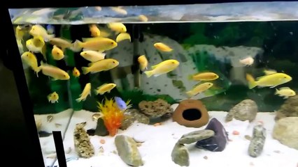 Karma ciklet akvaryumu ( MAŞALLAH diyin )