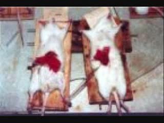 Human Sacrifice- Save the Animals!