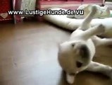 Lustiges Hundevideo