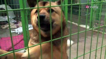 Controversy over puppy rentals