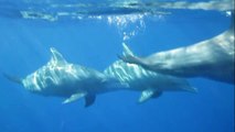 Snorkeling with dolphins in Mauritius