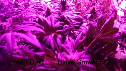 LED test grow light SPECTRA 500W from growLED.eu 45day of flower