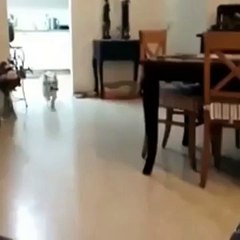 You will Cant Stop Laughing hahahahaha