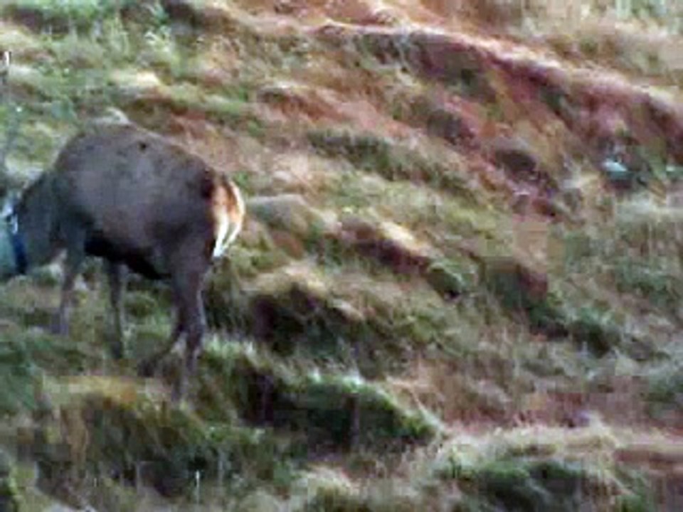 Autumnwatch Red Deer Stag Ivan