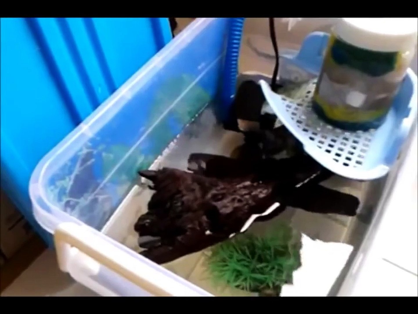 simple and cheap DIY turtle tank - video Dailymotion