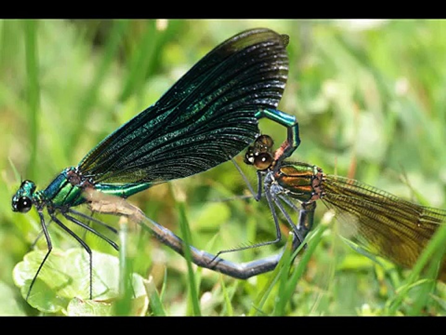 Wildlife photography - Dragonflies of the New Forest, U.K