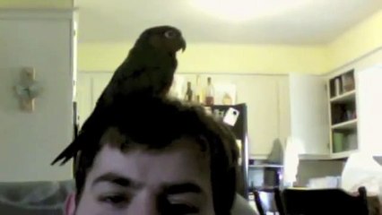 Crimson-bellied conure talking