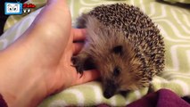 Funny And Cute Hedgehog Videos Compilation 2015