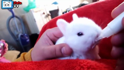 Funny And Cute Bunny Rabbit Videos Compilation